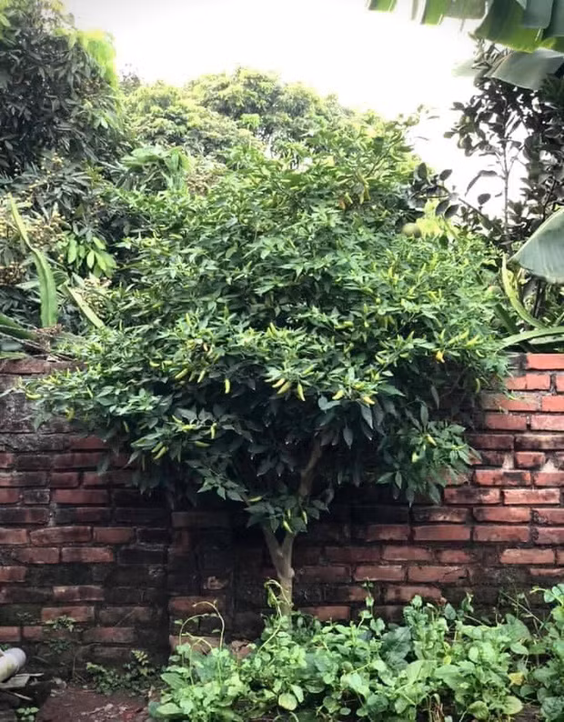 Cụ thể, một cô gái đăng ảnh khoe cây ớt mọc sau vườn nhà thầy giáo của mình. Điều đáng nói là nó cao vượt cả bờ tường phía sau, độ chừng chắc cũng phải hơn 2 mét là ít.