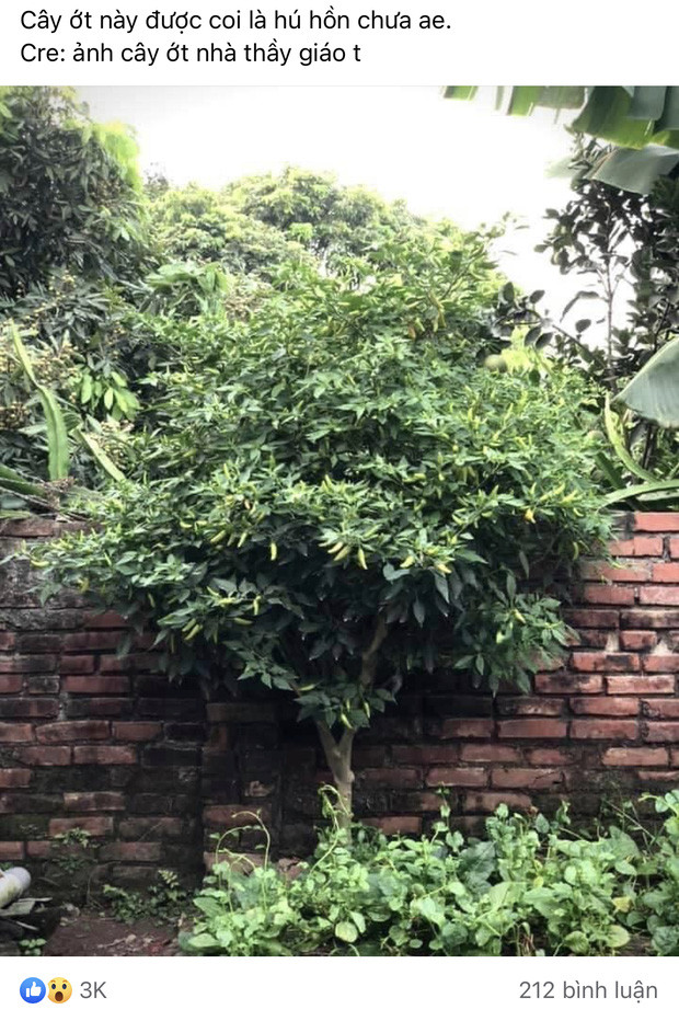 Chuyện cây trái mọc quả ngang ngược, vượt ngoài quy luật tự nhiên chắc không còn xa lạ gì với dân mạng Việt. Nhưng lần nào xuất hiện nó cũng khiến nhiều người phải chú ý, điển hình như trường hợp của cô nàng khoe cây ớt "lão niên" mới đây.