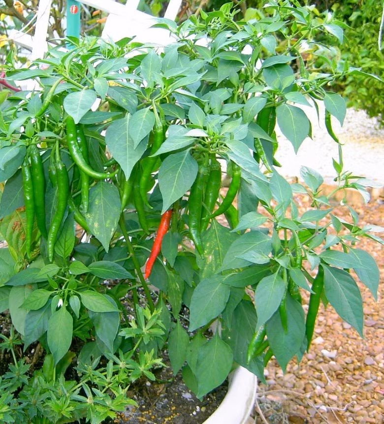 Bên cạnh việc làm cảnh, nhiều chủ nhà cũng hái những quả ớt do tay mình trồng thêm vào gia vị cho món ăn.