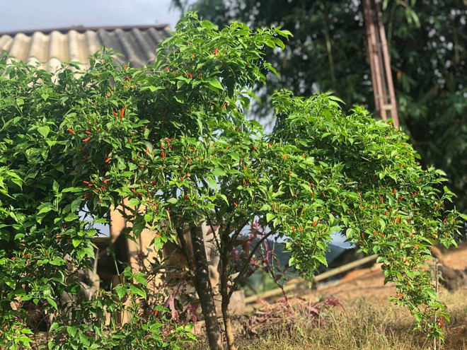 Ai cũng biết những cây ớt bình thường có chiều cao cực kỳ hạn chế, cành lá thì rất mỏng manh và "yếu đuối". Nhưng với hình ảnh cô gái trên khoe lại khác xa một trời một vực.