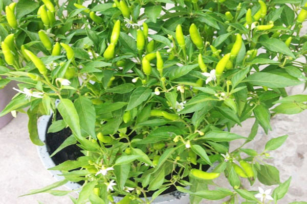 Những cây ớt thường được các gia đình mua về trồng tại nhà bởi dễ thích nghi điều kiện môi trường cũng như cũng cấp quả để gia chủ ăn hàng ngày.