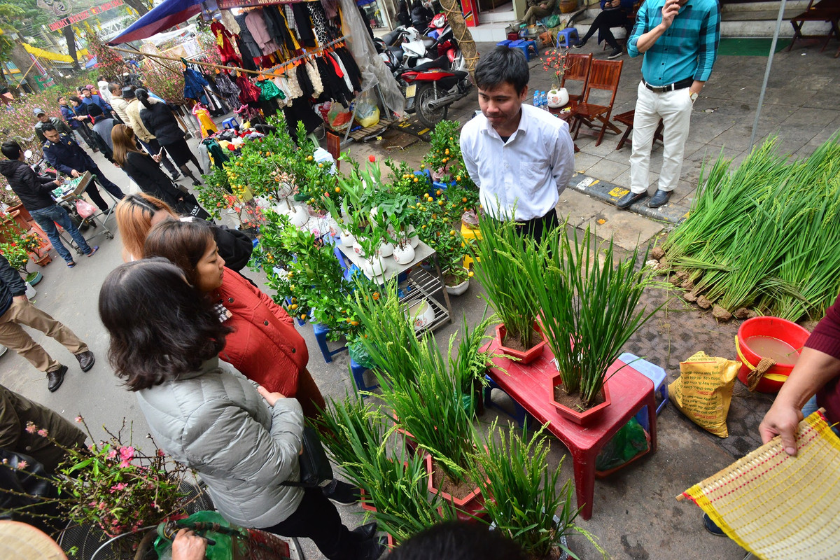 Không chỉ có đào, quất mà chợ hoa Hàng Lược năm nay còn có nhiều loại mặt hàng cây cảnh về trang trí Tết lạ mắt, điển hình như cây lúa xanh.