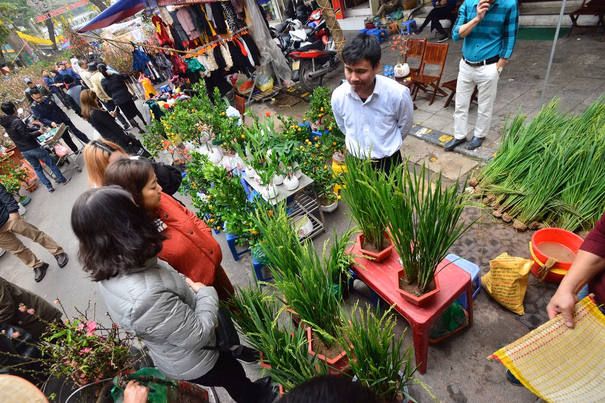 Không chỉ có đào, quất mà chợ hoa Hàng Lược năm nay còn có nhiều loại mặt hàng cây cảnh về trang trí Tết lạ mắt, điển hình như cây lúa xanh.