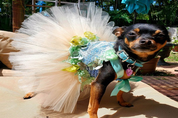 Chu cho so huu tu quan ao nghin USD, khong bao gio mac lai hai lan-Hinh-5