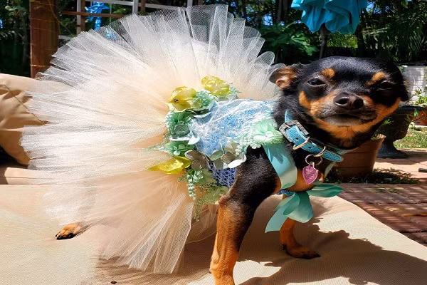 Chu cho so huu tu quan ao nghin USD, khong bao gio mac lai hai lan-Hinh-5