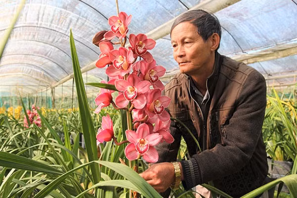 Hoa xuat xu Trung Quoc gan mac hoa Tet Da Lat