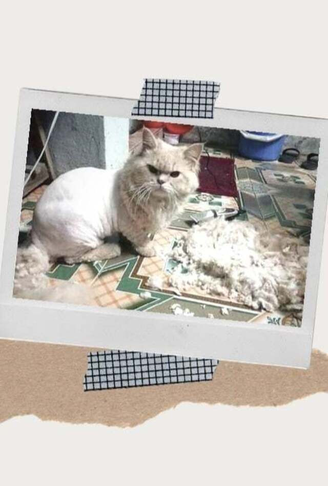 Theo miêu tả, vết tích rụng lông của chú mèo rơi khắp nhà, làm việc dọn dẹp trở nên khó khăn và nhọc nhằn.