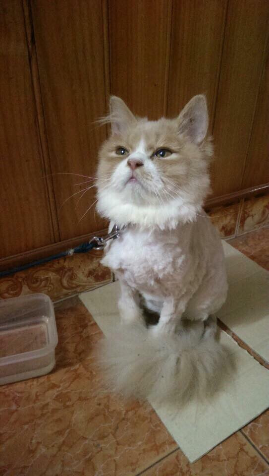 Sau đó, chú mèo liền cau mày nhăn mặt, ánh mắt viên đạn hướng thẳng vào “kẻ gây án”, hệt kiểu muốn thét gào: “Sao nói chỉ tỉa cho gọn gàng một chút thôi mà, trả lại bộ long bào quý hiếm cho tui đi!”.