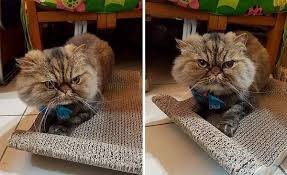 Tương tự như chú mèo ở trên, trước đây, dân mạng từng xôn xao về hình ảnh bé mèo lông vàng "sang chấn tâm lý", đứng thẩn thờ nhìn vào gương sau khi được chủ biến hình. Nhìn bộ dạng thất thần, thậm chí đứng bằng hai chân, đôi mắt tràn ngập sự hoang mang khiến ai cũng bật cười.