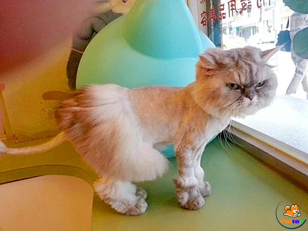 Tuy nhiên, lúc chứng kiến 1001 biểu cảm của chú mèo sau khi bị tỉa lông khiến ai cũng vui vẻ.