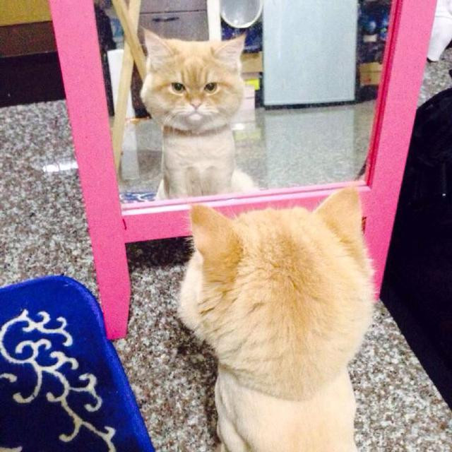 Nhưng, quá trình dụ dỗ chú mèo có chút vất vả vì nó không chịu phối hợp. Cô chủ ra sức dùng lời ngon ngọt, dùng biện pháp từ mạnh đến nhẹ, vật lộn cùng chú mèo suốt vài tiếng liền mới xong chuyện.