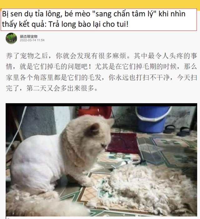 Mới đây, thông tin từ tờ Sohu cho biết, một chú mèo đến từ Trung Quốc, lớn lên dưới tình yêu thương và sự quan tâm của một gia đình có truyền thống yêu động vật. Có thể nói anh bạn sống trong “nhung lụa” được ăn ngon mặc đẹp, nên dáng vẻ trông hệt cục bông gòn.