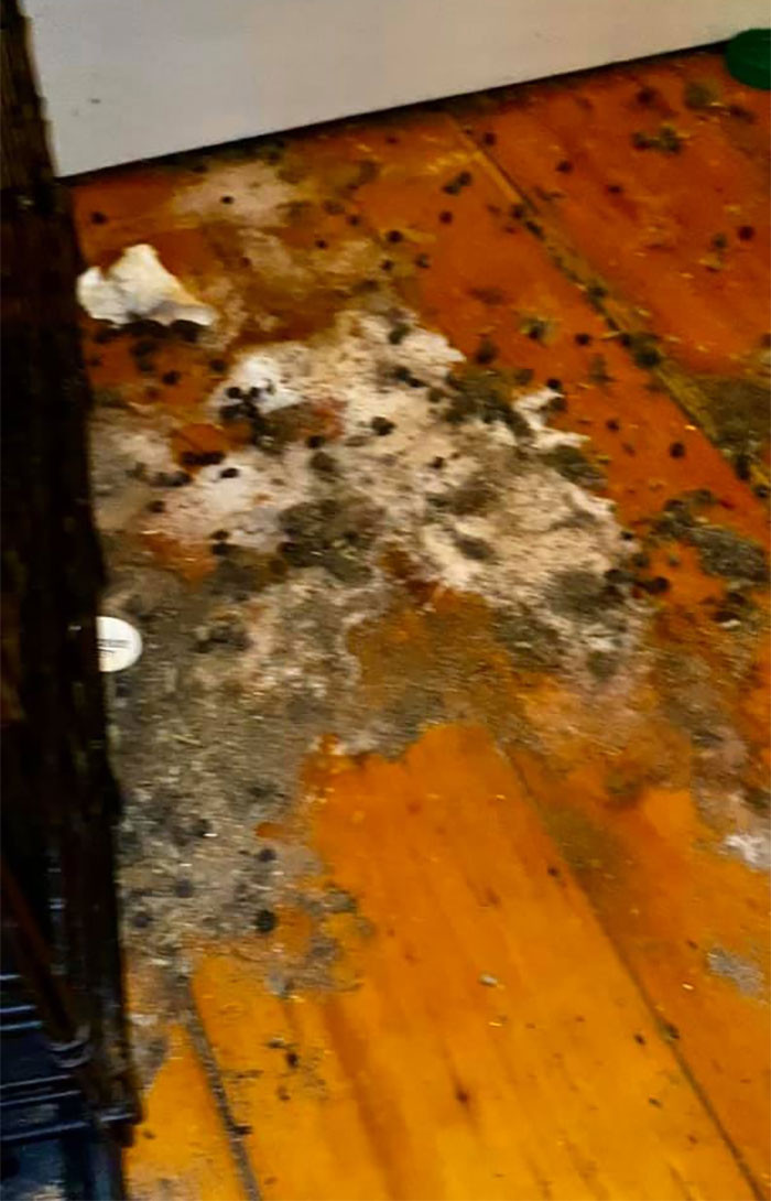 Khi nhìn thấy những cảnh tượng đáng sợ ngay trong chính ngôi nhà của mình, Jerry quyết định chia sẻ nó lên mạng xã hội kèm theo lời giải thích rằng "đó là lý do tại sao giá thuê nhà lại cao ngất ngưởng".