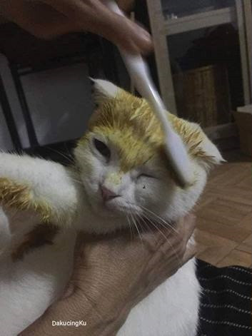 Cô chủ đã mua một gói bột nghệ chuyên dùng để nấu ăn, rồi pha với nước, dùng bàn chải bôi lên vết nấm của Kapuong.