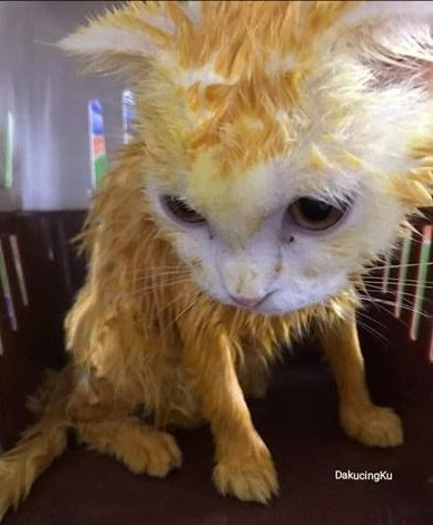 Sau khi gột rửa thì cô nàng mới phát hiện ra rằng bột nghệ sau khi bám vào lông của Kapuong thì không thể tẩy sạch.