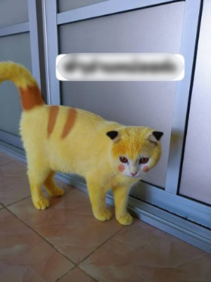 Sau khi số hình ảnh của cô mèo Kapuong được chủ nhân chia sẻ lên mạng xã hội đã nhanh chóng nhận được sự quan tâm từ đông đảo cư dân mạng.