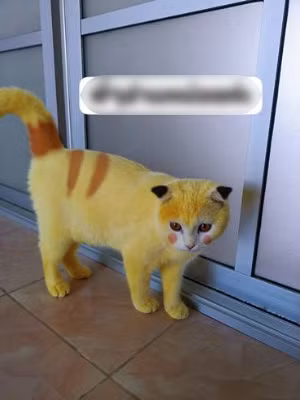 Sau khi số hình ảnh của cô mèo Kapuong được chủ nhân chia sẻ lên mạng xã hội đã nhanh chóng nhận được sự quan tâm từ đông đảo cư dân mạng.