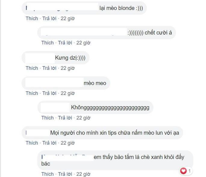 Mọi người đều khen ngợi sự đáng yêu và hài hước của cô mèo xinh xắn này. Dù có là màu lông trắng tinh hay vàng nghệ cũng vẫn vô cùng dễ thương.