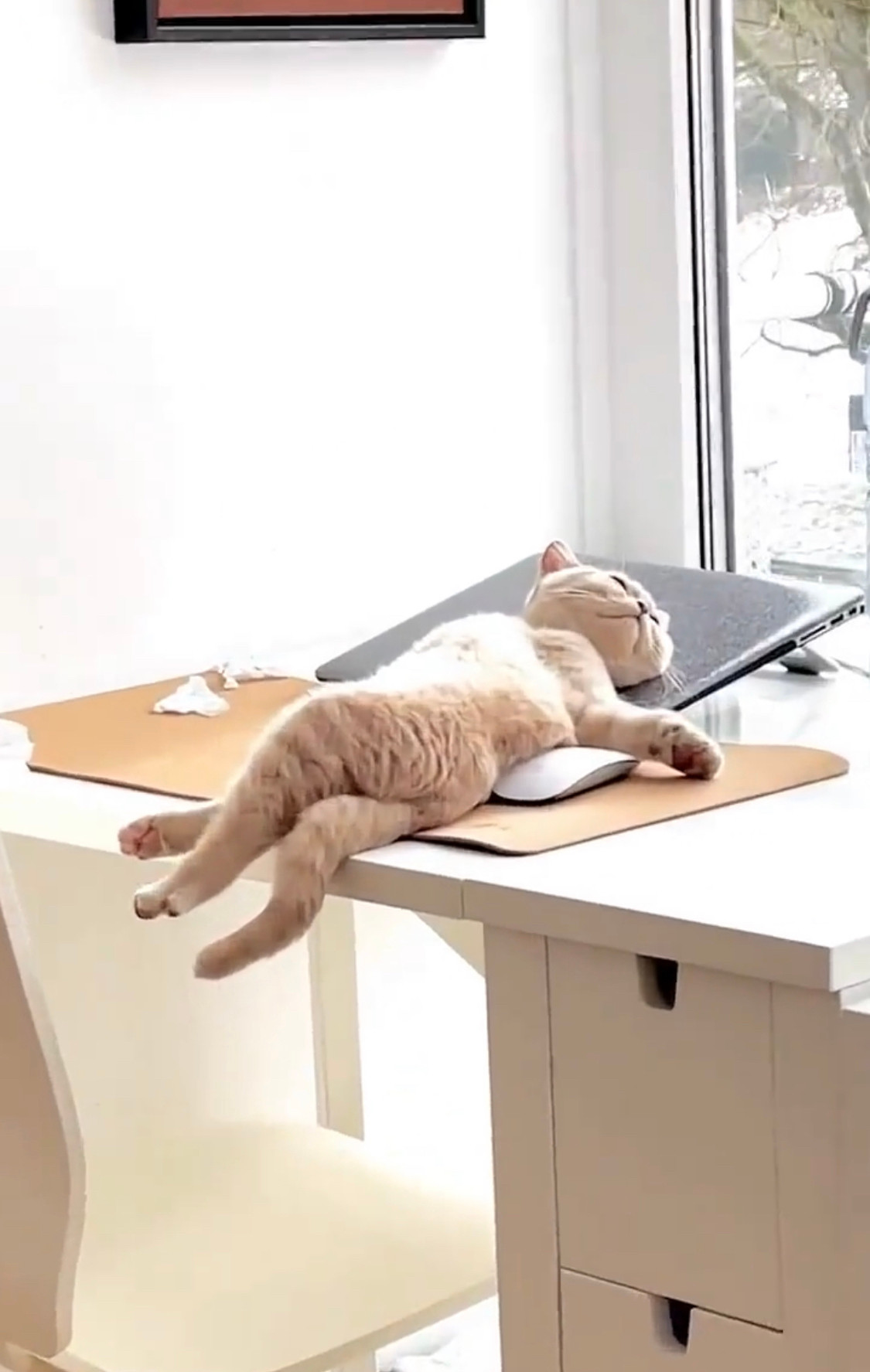 Dù đoạn clip chỉ vỏn vẹn 8s nhưng nhanh chóng thu hút sự chú ý từ cư dân mạng.