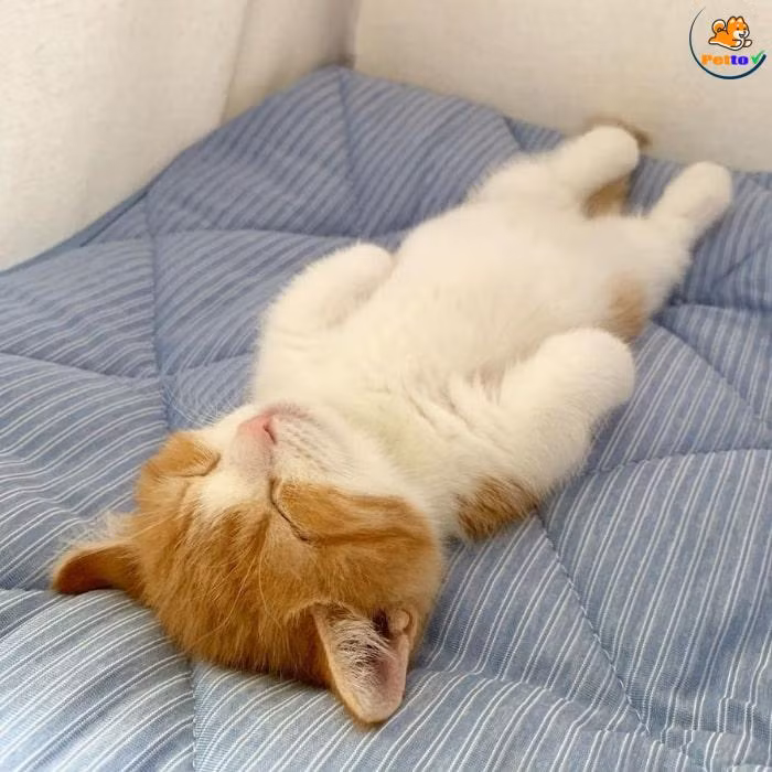 Có người xuýt xoa vì lượng tương tác khổng lồ, có người lại ngưỡng mộ cuộc sống thong thả của chú mèo.