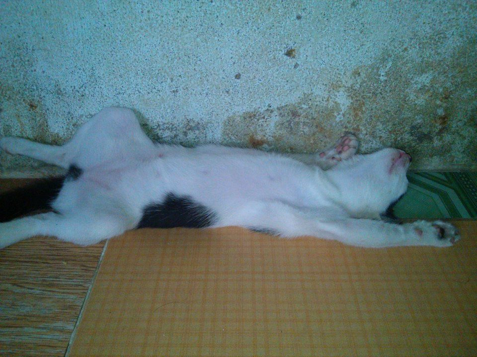 Một điều đặc biệt khác ở loài mèo là sự tò mò. Dù ở độ tuổi nào, mèo con hay đã trưởng thành, những chú mèo đều rất tò mò và chúng ta nên học điều này.