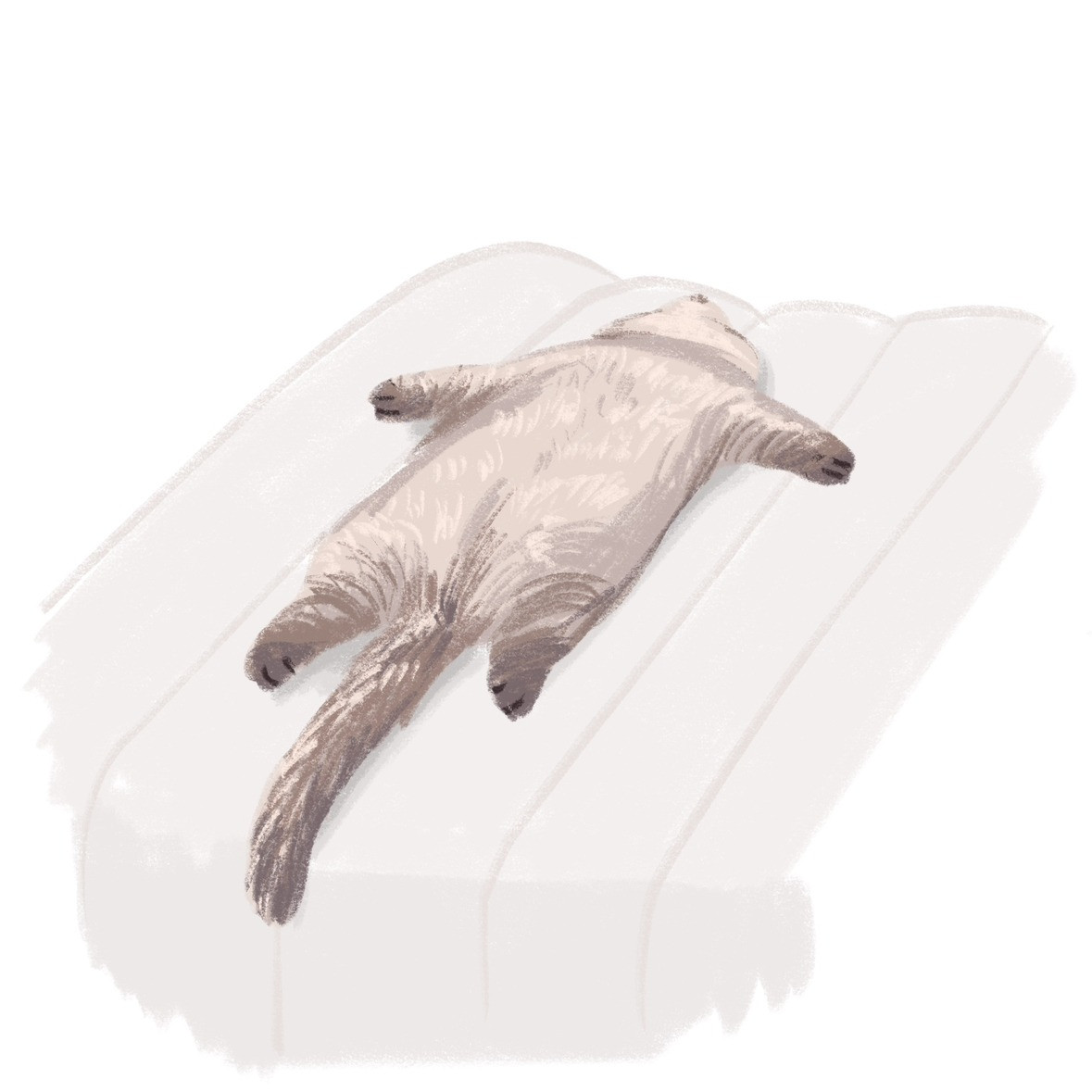 Bên cạnh đó, không gian sống của của chú mèo cũng làm nhiều người ấn tượng. Đó là một căn hộ có view sông, nhìn bao quát được cả thành phố nhộn nhịp xe cộ đi lại. Vì vậy mà so với cảnh tượng nhịp sống náo nhiệt bên ngoài, hình ảnh chú mèo nằm ngủ trong yên bình lại đối lập hơn.