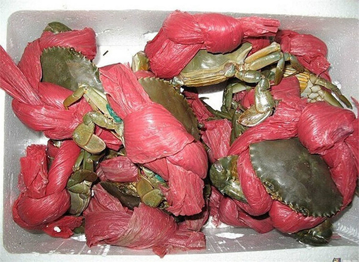 Bên cạnh ý kiến cười đùa, dân mạng cũng để lại tình cảnh mình gặp phải khi mua cua: "Nhớ có lần đi Đồ Sơn, bà bán cua bảo 250k/kg. Mình bảo cháu trả cô 300k/kg, cô bỏ dây ra cho cháu. Thế mà bà ấy vẫn đuổi mình đi chứ nhất quyết không chịu bán!"...