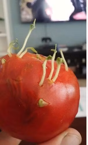 Trước đó cũng có rất nhiều trường hợp rau củ quả bị bỏ quên rồi tự nảy mầm phát triển mà không cần qua bàn tay chăm sóc của con người.