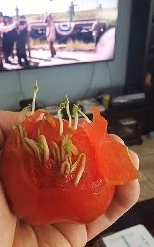 Cà chua xuyên qua cả vỏ để nảy mầm