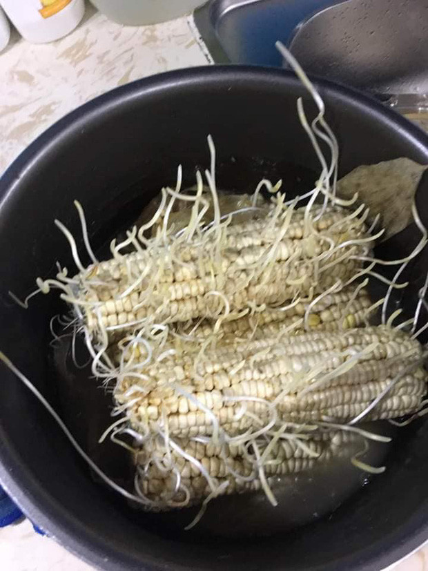 Cụ thể, trong câu chuyện trên vì thềm ngô luộc mà cô gái đã cất công ra chợ mua ngô về, bỏ lá sơ chế sạch sẽ, cho vào nồi, bỏ nước rồi, đóng nắp rồi nhưng lại… quên luộc và để đó.