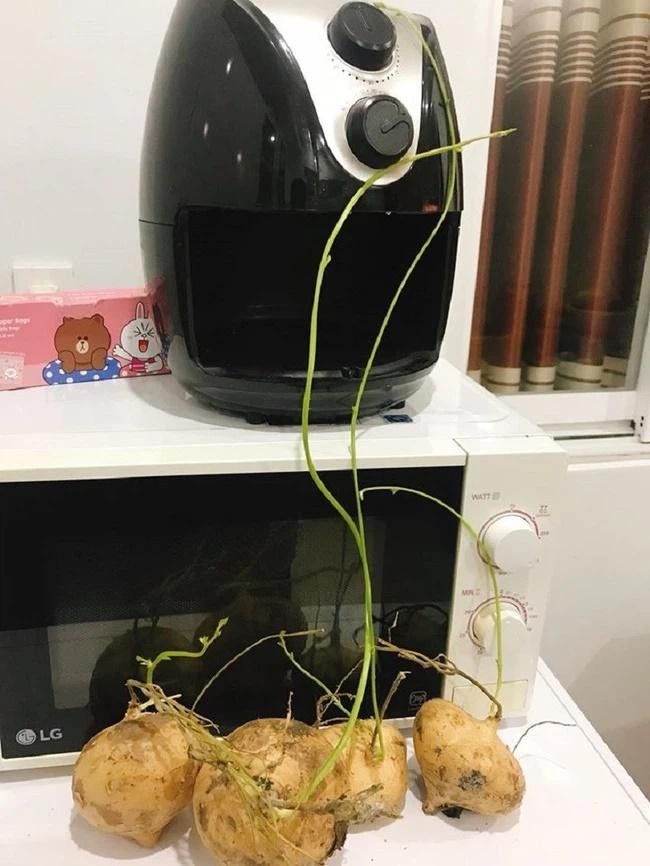 Mua về để ở bàn bếp mà củ đậu cũng mọc thành cây dài cả mét, thì đủ hiểu là chủ nhà đã để góc bếp của mình "hoang hóa" đến mức nào