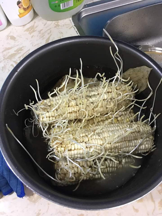 Dù là trạng thái sinh trưởng bình thường của ngô nhưng nhiều người vẫn thấy sợ vì độ “chi chít” của các hạt mầm.