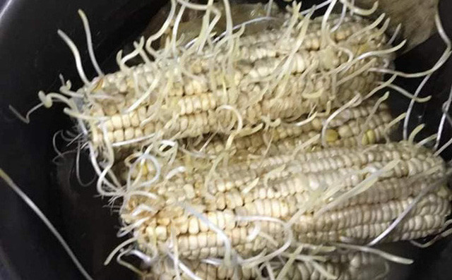 Đã không biết bao lần cư dân mạng nghiêng ngả khi chứng kiến những tác phẩm do hội não cá vàng “vô tình” tạo ra, đơn cử như những pha quên rửa nồi cơm điện trước khi về quê, bật bếp kho cá nhưng lại đi buôn điện thoại, đi chợ về rồi để quên luôn đồ ngoài cửa… Hay mới nhất là việc mua ngô về luộc nhưng lại bỏ quên tới mức mọc mầm.