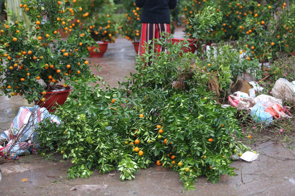 Những chậu hoa, quất cảnh các loại đã bị chủ hoa đập bỏ chứ không để những người muốn lấy về dùng miễn phí.