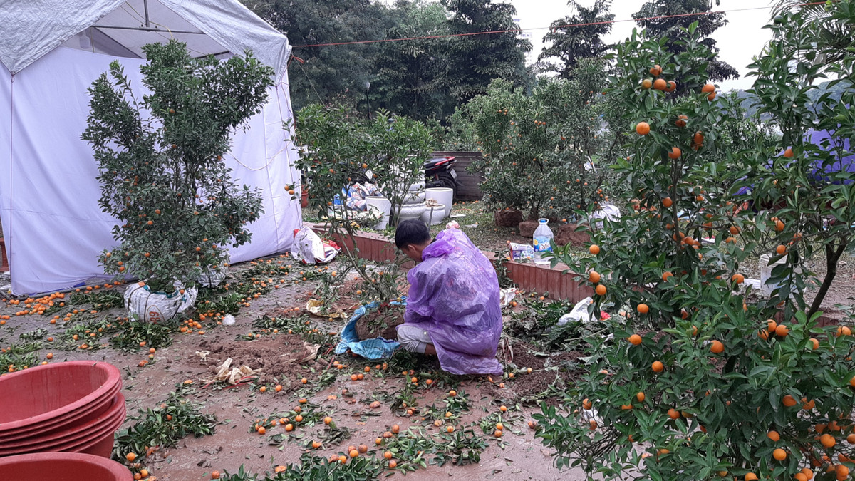 Chiều 30 Tết, vẫn còn vô vàn chậu hoa, chậu quất, cành đào “ế”... la liệt trên phố. Sau khi nhiều người dân trả giá quá rẻ, chỉ bằng vài phần tiền vốn họ bỏ ra nên nhiều tiểu thương đã chán nản, bức xúc, quyết định phá bỏ hàng chục chậu quất mà họ đã bỏ tiền ra buôn, trông coi, chăm sóc.