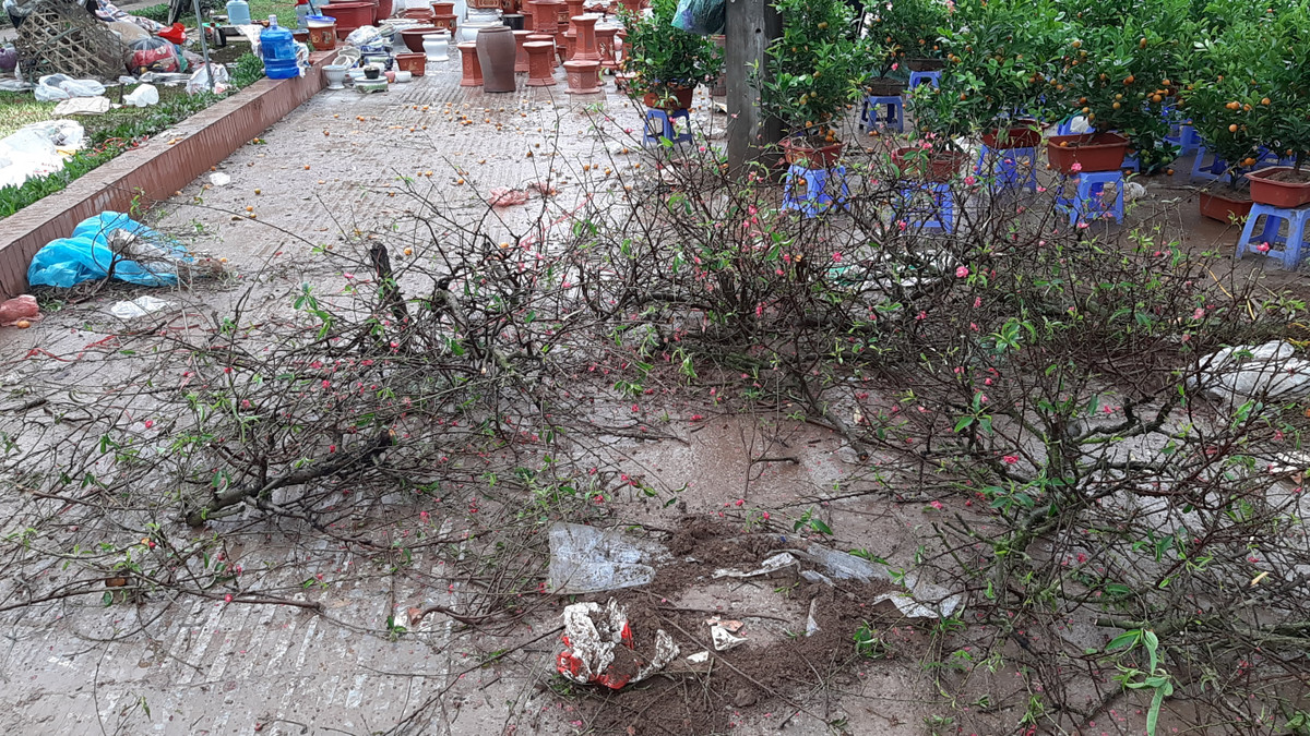 Theo chia sẻ của anh Sĩ (một tiểu thương khu vực hồ Đền Lừ) cho biết: "Năm nay so với mọi năm là còn đập ít chứ như mọi năm phải bỏ đi tầm phân nửa...