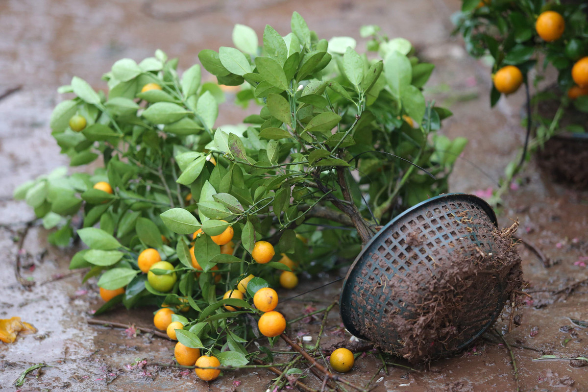 Tâm lý chiều 30 Tết mới đi sắm cây cảnh cho rẻ để ép giá các tiểu thương đã dẫn đến tình cảnh đáng buồn này.