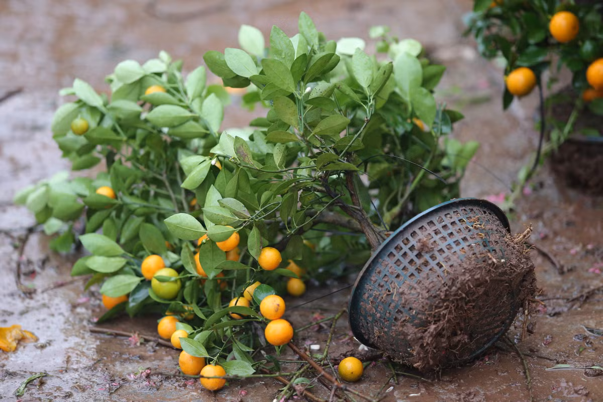 Tâm lý chiều 30 Tết mới đi sắm cây cảnh cho rẻ để ép giá các tiểu thương đã dẫn đến tình cảnh đáng buồn này.