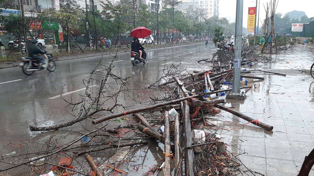 Nhiều cây còn đẹp cũng chỉ bán với giá từ 50-150 ngàn đồng.