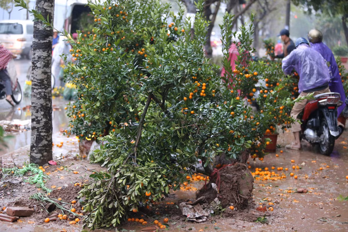 Có mặt tại khu vực hồ Đền Lừ đào cây được người dân cắt cành để chuyển về vườn, quất bị đập. Do bị trả giá quá rẻ, nhiều tiểu thương đã bỏ lại hàng của mình tại địa điểm bán.