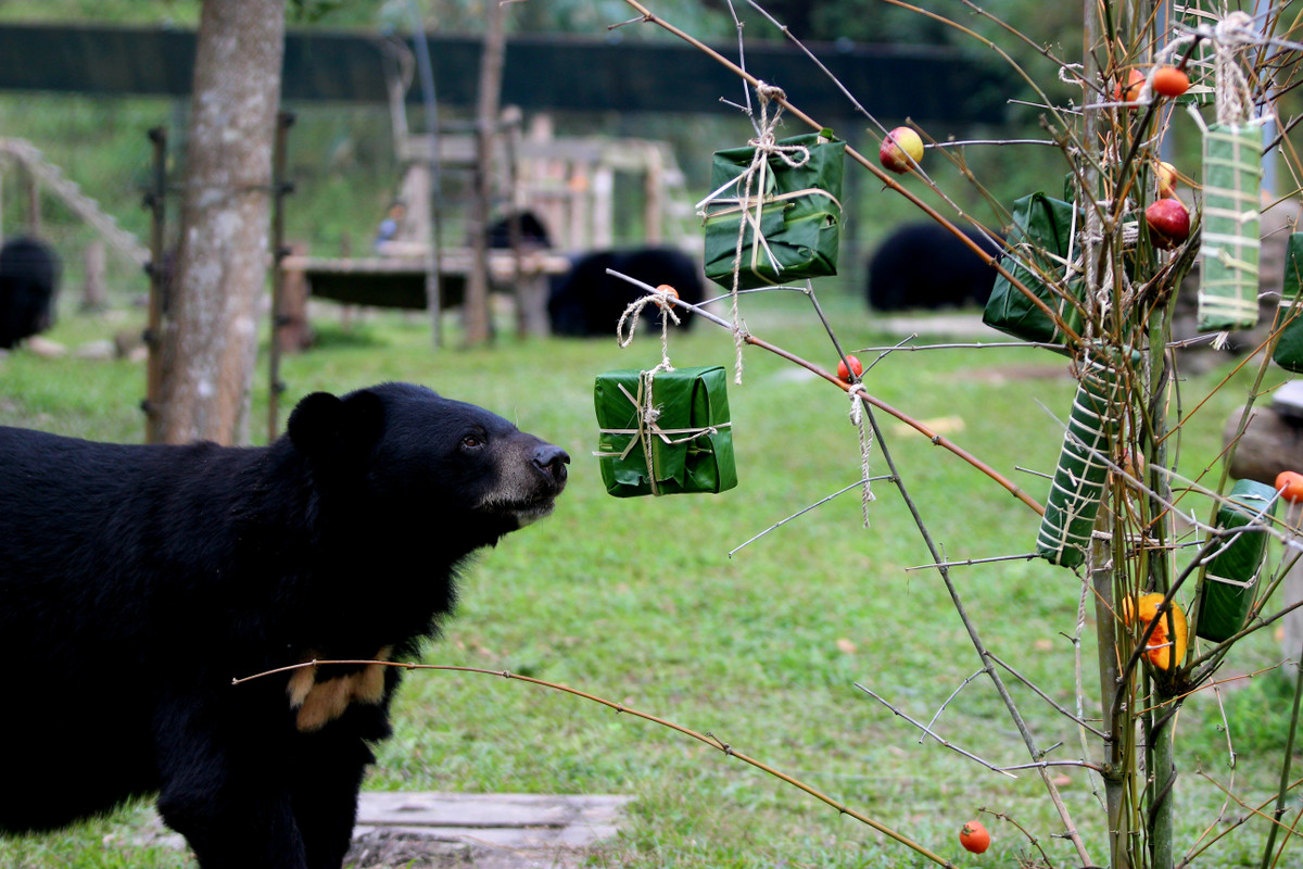Nhưng có những anh bạn Gấu không thể chờ đợi, mau chóng giựt thật nhanh cái bánh vuông treo trên cây nêu, mạnh đến nỗi đổ luôn cả cây nêu chứa đầy đồ ngon, và ngấu nghiến phần liên hoan tết của mình.