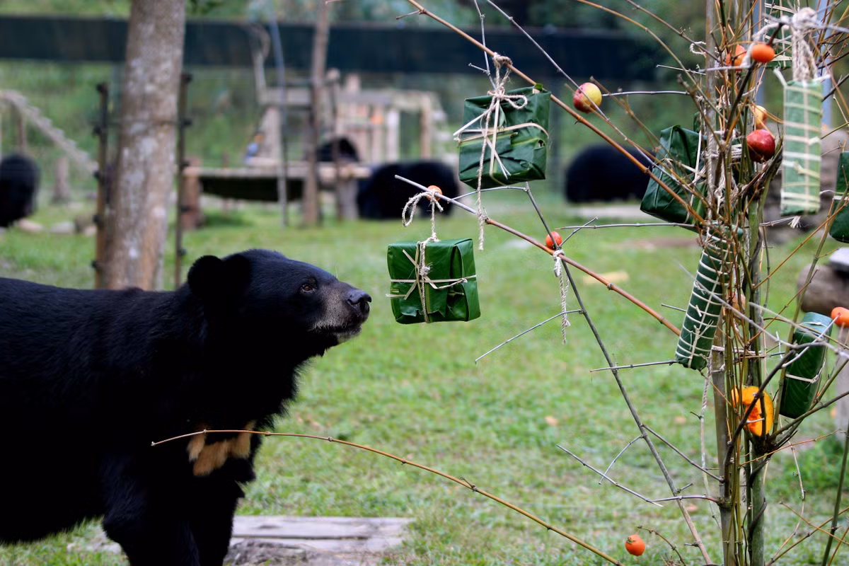 Nhưng có những anh bạn Gấu không thể chờ đợi, mau chóng giựt thật nhanh cái bánh vuông treo trên cây nêu, mạnh đến nỗi đổ luôn cả cây nêu chứa đầy đồ ngon, và ngấu nghiến phần liên hoan tết của mình.