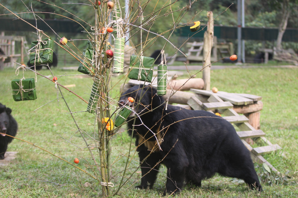 Mùa hoa đào cánh đơn, hoa đỗ quyên nở hồng Trung tâm Cứu hộ Gấu Việt Nam, nằm trong thung lũng Chắt Dậu, Vườn Quốc Gia Tam Đảo. Các chú gấu nhỡ ở Nhà gấu số 6 được thưởng thức một tiệc Tất niên sớm.