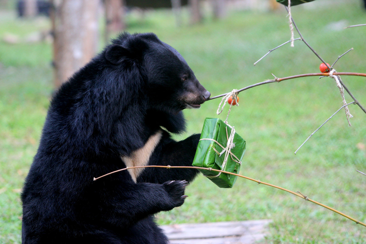 Có chú gấu thận trọng hít hà, và cẩn trọng mang cái bánh chưng của riêng mình, tỉ mẩn liếm láp mật ong, hạt, mứt trong "bánh chưng" ở một góc riêng, nhẩn nha, thảnh thơi ngồi trên võng (làm bằng vòi cứu hỏa) để thưởng thức.