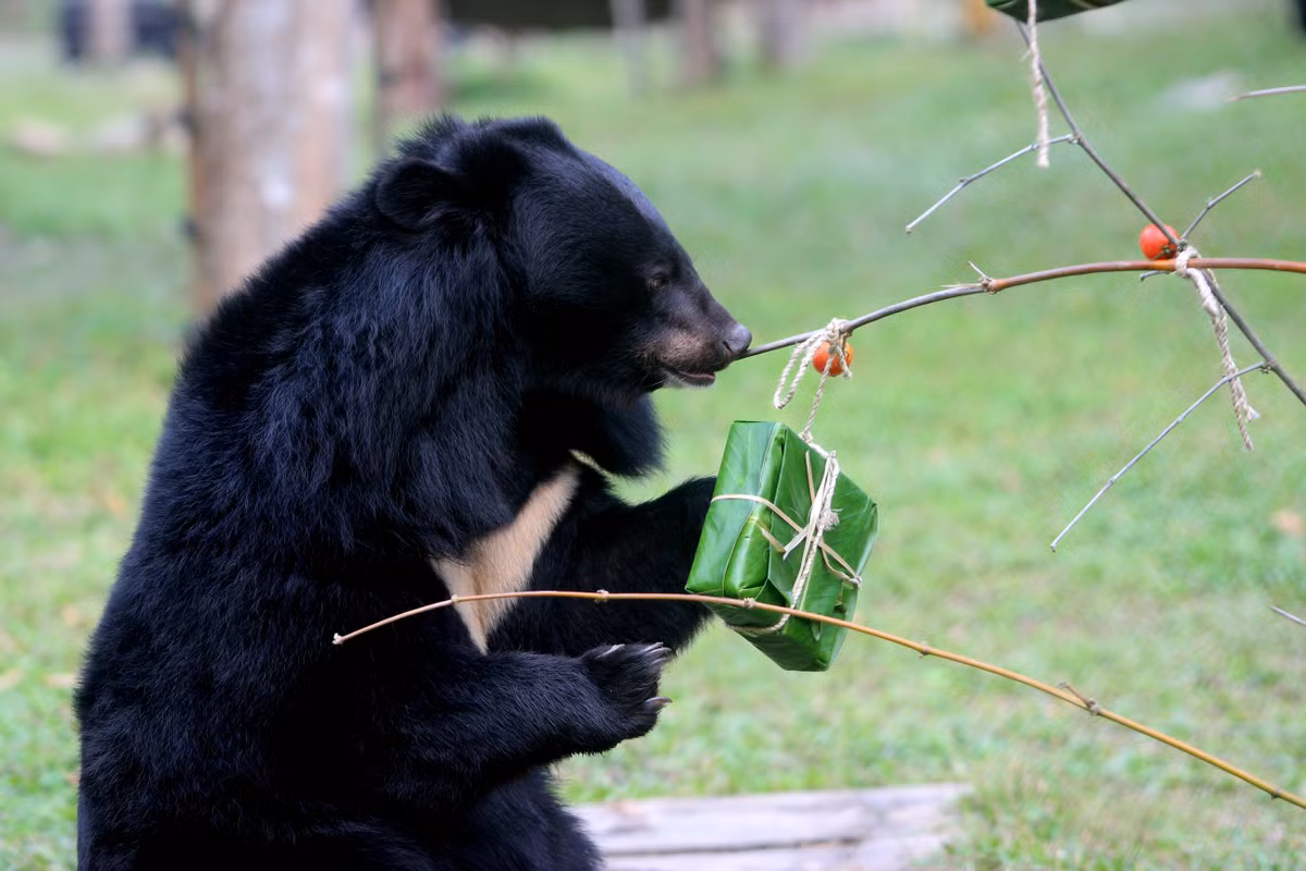 Có chú gấu thận trọng hít hà, và cẩn trọng mang cái bánh chưng của riêng mình, tỉ mẩn liếm láp mật ong, hạt, mứt trong "bánh chưng" ở một góc riêng, nhẩn nha, thảnh thơi ngồi trên võng (làm bằng vòi cứu hỏa) để thưởng thức.