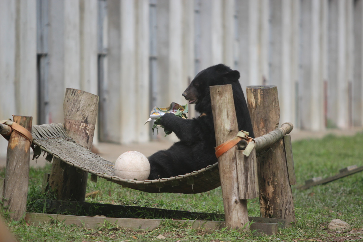 Cũng nhờ có cây nêu đã được giật đổ, các chú gấu khác dễ dành hơn trong việc tìm kiếm đồ ăn.