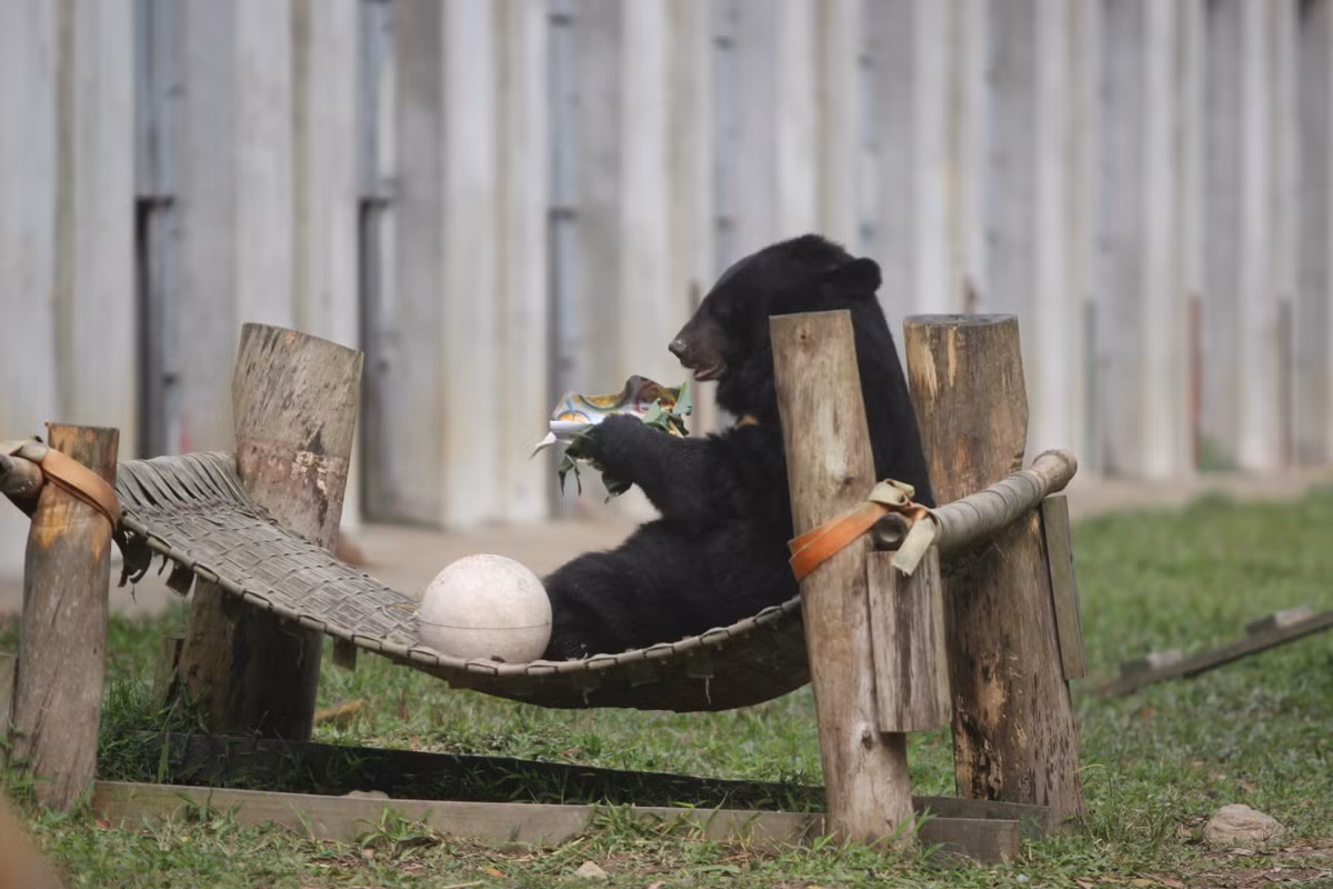 Cũng nhờ có cây nêu đã được giật đổ, các chú gấu khác dễ dành hơn trong việc tìm kiếm đồ ăn.