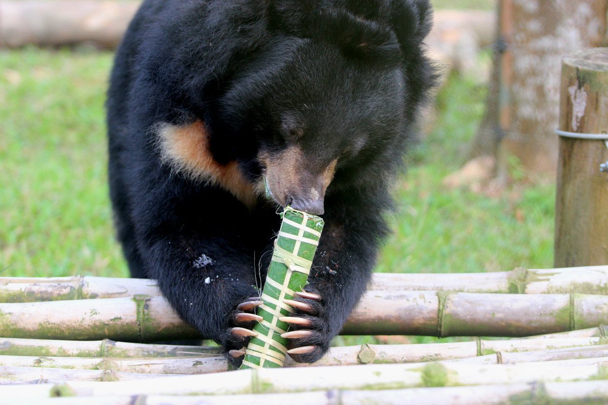 Các nhân viên chăm sóc đã kì công kiếm 1 cành tre có nhiều nhánh, để treo những hộp quà (bên trong có mứt, ngô, hạt) gói vuông, bọc ngoài lá long như bánh chưng cho gấu, hoặc cho mứt, đồ ngọt, hạt vào trong ống tre rồi gói lá dong khéo như bánh tét.