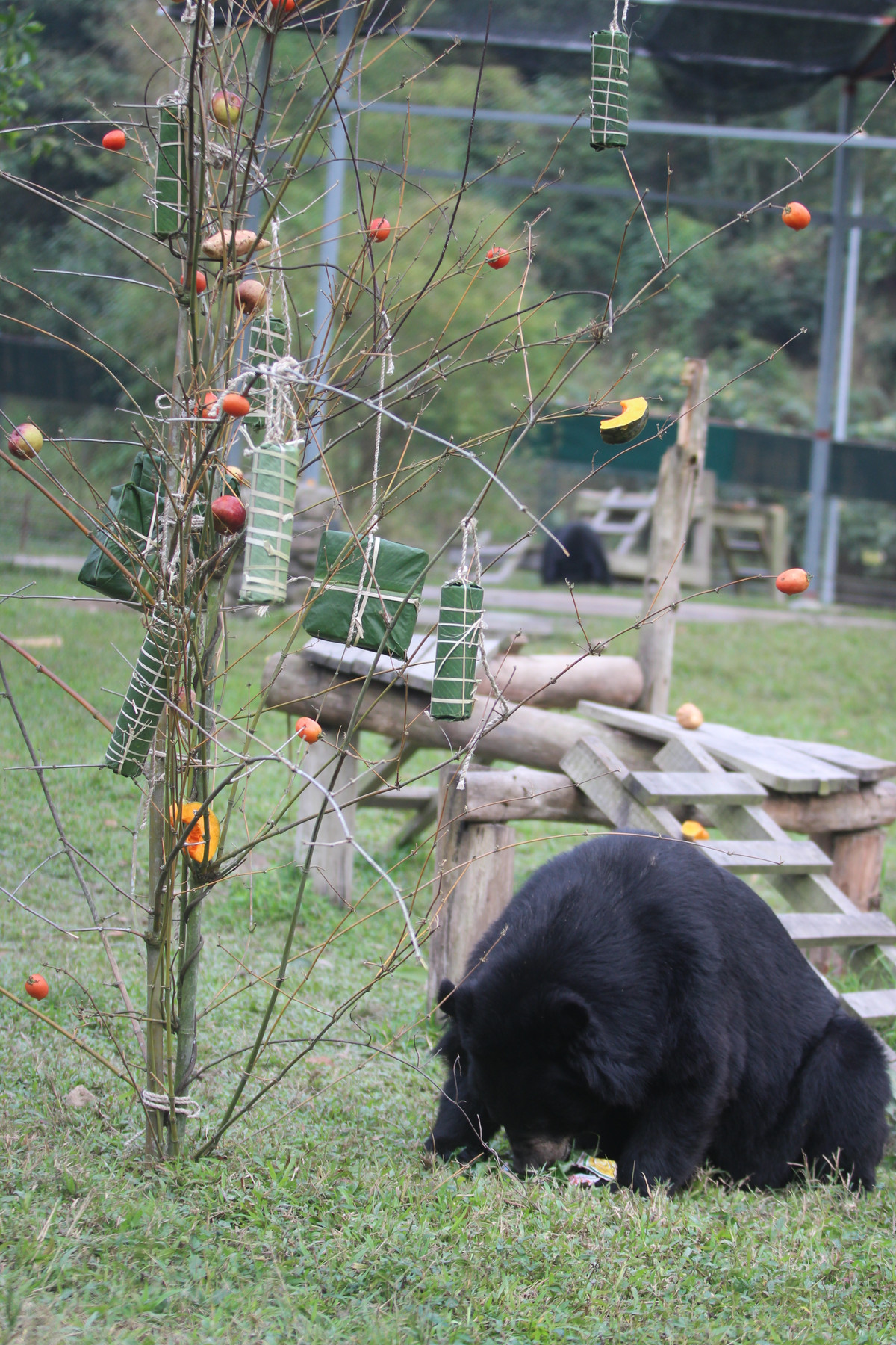Các chú Gấu tại Trung tâm Cứu hộ gấu Việt Nam cũng có bánh chưng, có cây nêu ( treo đầy quả mọng, táo, cà chua) và không thể thiếu bánh chưng, bánh tét)