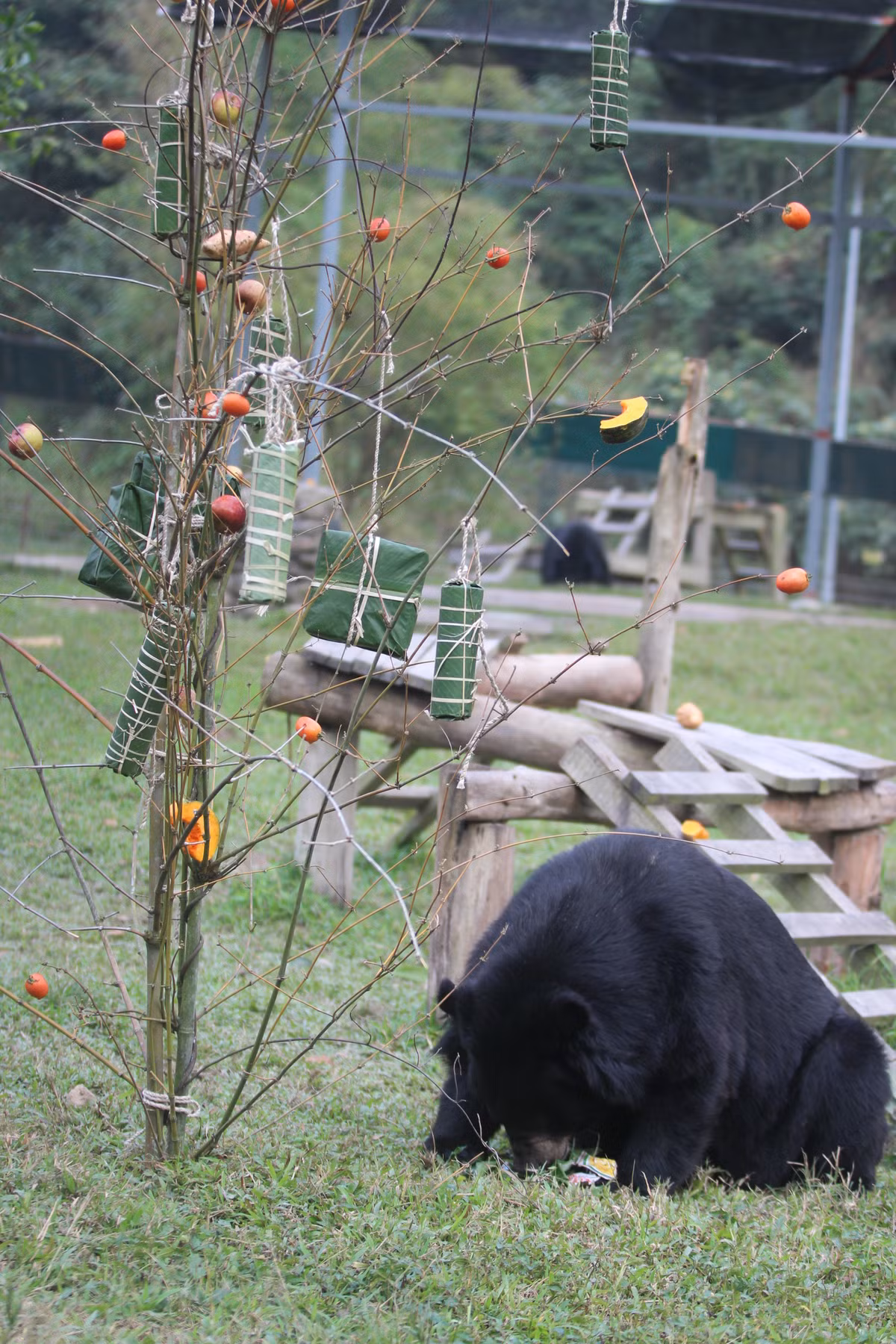 Các chú Gấu tại Trung tâm Cứu hộ gấu Việt Nam cũng có bánh chưng, có cây nêu ( treo đầy quả mọng, táo, cà chua) và không thể thiếu bánh chưng, bánh tét)